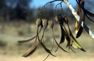 Gyrocarpus americanus, propeller pods. Photo: Meg Coates Palgrave. Source: Flora of Zimbabwe