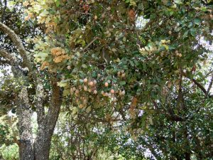 Parinari curitellifolia. Photo: Bart Wursten. Source: Flora of Zimbabwe