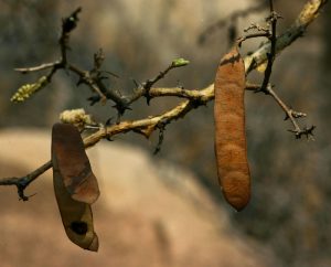 Acacia erubescens. Photo: Bart Wursten. Source: Flora of Zimbabwe