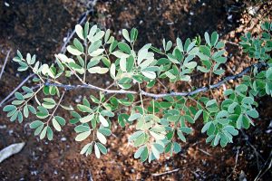 Acacia mellifera subspecies detinens. Photo: Sheila Gregory. Source: Flora of Zimbabwe