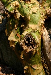 Commiphora marlothii peeling bark. Photo: Bart Wursten. Source: Flora of Zimbabwe