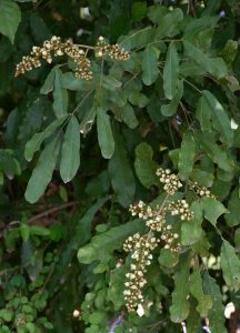 Deinbollia xanthocarpa. Photo: Bart Wursten. Source: Flora of Zimbabwe
