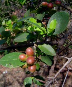 Carissa edulis. Photo: Bart Wursten. Source: Flora of Zimbabwe