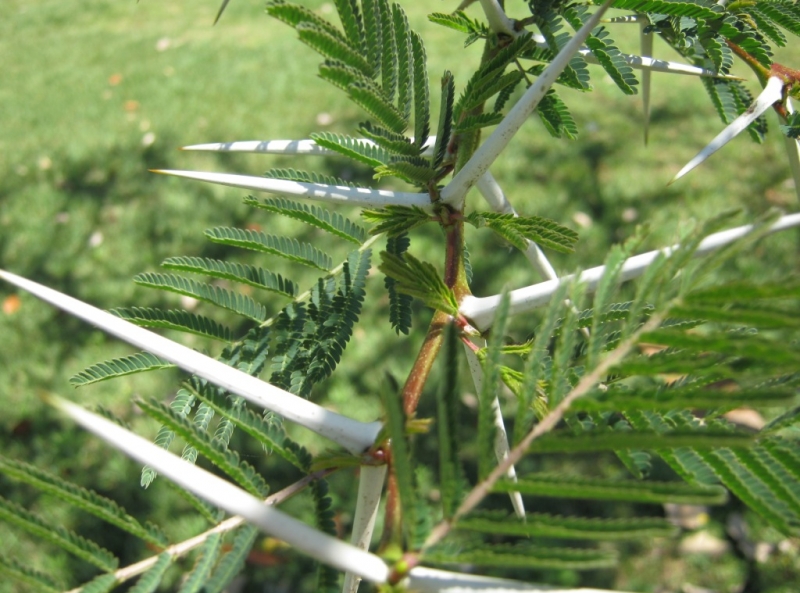 Vachellia xanthophloea thorns Photo by Jan Van Bel