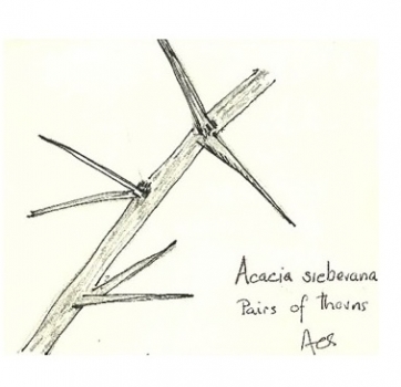 Vachellia (Acacia) sieberiana thorns by Ann Sinclair