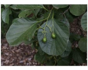 Cordia myxa leaves and young fruit. Photo: Mark Hyde