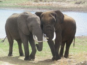 elephants at Imire