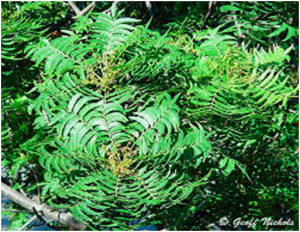 Harpephyllum caffrum leaves (source birdinfo.co.sa)