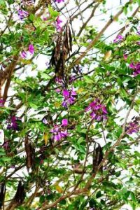 Mundelea sericea. Photo: Bart Wursten. Source: Flora of Zimbabwe
