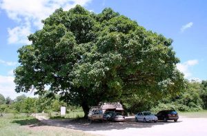 Ficus lutea. Photo: Bart Wursten. Source: Flora of Zimbabwe