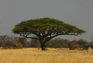 Acacia erioloba. Photo: Bart Wursten. Source: Flora of Zimbabwe