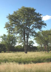 Colophospermum mopane. Photo: Bart Wursten. Source: Flora of Zimbabwe.