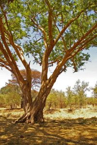 Acacia sieberiana. Photo: M.Coates Palgrave. Source: Flora of Zimbabwe
