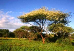 Acacia tortilis. Photo: Bart Wursten. Source: Flora of Zimbabwe