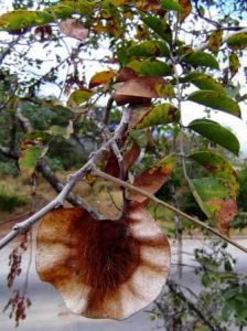 Pterocarpus angolensis. Photo: Bart Wursten. Souce: Flora of Zimbabwe
