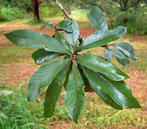 Terminalia trichopoda. Photo: R.Burrett. Source: Flora of Zimbabwe.
