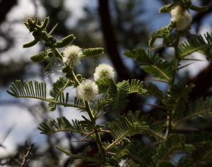 Acacia rehmanniana. Photo: Bart Wursten. Source: Flora of Zimbabwe.