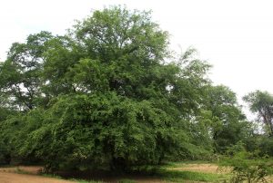 Pterocarpus lucens. Photo: Bart Wursten. Source: Flora of Zimbabwe.