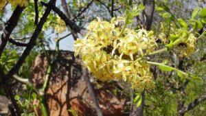Ptaeroxylon obliquum. Photo: Brian Orford. Source: Flora of Zimbabwe