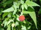 Rubus rosifolius. Photo: Wikipedia