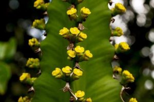 Euphorbia halipedicola. Photo: Bart Wursten. Source: Flora of Zimbabwe