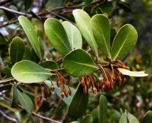 Manilkara concolor. Photo: Bart Wursten. Source: Flora of Zimbabwe