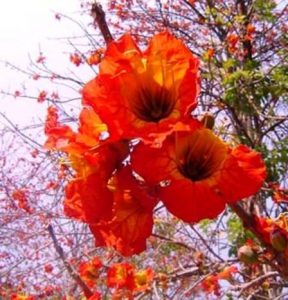 Fernandoa abbreviata. Photo: Bart Wursten. Source: Flora of Zimbabwe