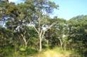 Miombo Woodland. Mukuvisi Woodland, Harare