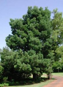 Podocarpus Photo: Wikipedia