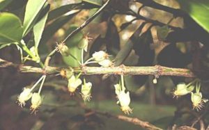 Garcinia livingstonei, Photo: Mark Hyde Source: Flora of Zimbabwe