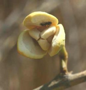 Annona senegalensis. Bart Wursten. Source: Flora of Zimbabwe