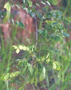 Dalbergia melanoxylon . Photo: Bart Wursten. Source: Flora of Zimbabwe