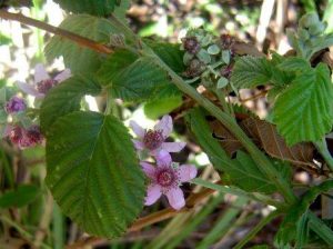 Rubus rigidus. Photo: Bart Wursten. Source: Flora of Zimbabwe