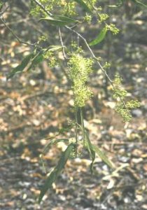 Boscia salicifolia. Photo: Bart Wursten. Source: Flora of Zimbabwe