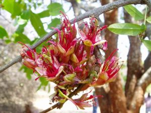 Schotia brachypetela flowering. Photo: Mark Hyde. Source: Flora of Zimbabwe