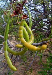 Cassia singueanai. Photo: Bart Wursten. Source: Flora of Zimbawe