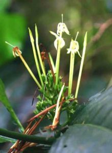 Oxyanthus speciosus flowering. Photo: Bart Wursten. Source: Flora of Zimbabwe
