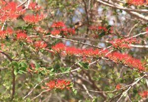 Combretum microphyllum. Photo: Petra Ballings. Source:Flora of Zimbabwe