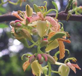 Tamarindus indica,flowers. Photo: Wikipedia