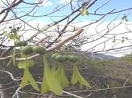 Gyrocarpus americanus, propellor tree. Photo: Plantz Africa