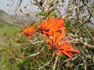 Erythrina lysistemon.photo:Bart Wursten.Source:Flora of Zimbabwe.