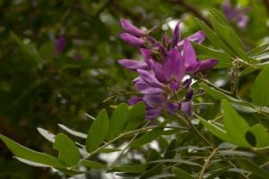 Mundalea sericea. Photo: Bart Wursten. Source: Flora of Zimbabwe