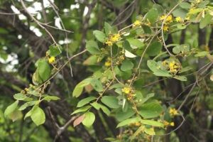 Grewia monticola. Photo: Bart Wursten. Spurce: Flora of Zimbabwe