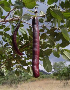 Swartzia madagascariensis (snake bean). Photo: Bart Wursten. Source: Flora of Zimbabwe