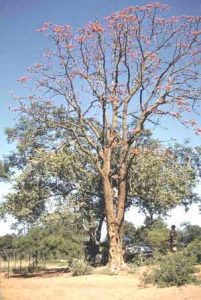 Erythrina livingstoniana. Photo: Darrol Plowes. Source: Flora of Zimbabwe