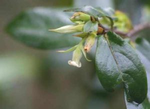 Diospyros whyteana. Photo: Bart Wursten. Source: Flora of Zimbabwe
