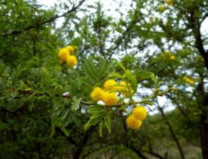 Acacia karroo. Photo: Paul Hubbard. Source: Flora of Zimbabwe