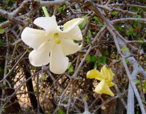 Gardenia volkensii flowers. Photo: Bart Wursten. Source: Flora of Zimbabwe