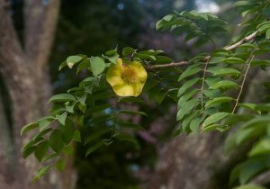 Petrocarpus angolensis. Photo: Bart Wursten. Source Flora of Zimbabwe.