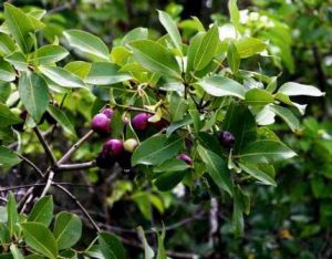 Syzygium guineense subsp. gerrardii. Photo: Bart Wursten. Source: Flora of Zimbabwe
